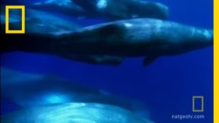 A Sperm Whale Family  National Geographic [upl. by Sarilda870]