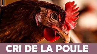 Cri de la Poule  Glousse [upl. by Icram26]