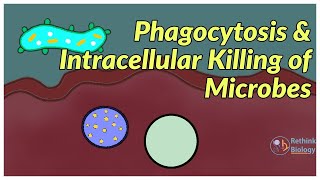 Phagocytosis and Intracellular killing of Microbes immunology microbiology physiology [upl. by Khai]