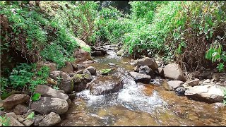 Relaxing Naturaly River Sounds White Noise For Sleeping And Meditation ASMR [upl. by Sug]