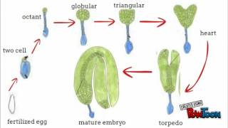 plant embryogenesis BSM3103 [upl. by Schreibman268]