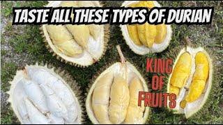 Look at these Durian Fruit Varieties [upl. by Thynne]