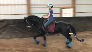 Friesian stallion show training [upl. by Bish]