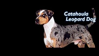 Louisiana Catahoula Leopard Dog Training ►► FREE Guide [upl. by Ahsiener]