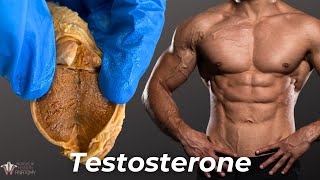 Everything Testosterone Does to Men And a Little Bit to Women [upl. by Hosfmann]