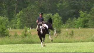 Horse Bucking Big 173 hands 1600 pounds Percheron  TB [upl. by Vocaay]