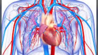 CC Cycle 3 Week 8 Science Circulatory System song [upl. by Zebe]