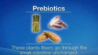 Prebiotics vs Probiotics What are the differences [upl. by Magna]