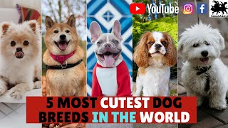 Top 5 Most Cutest Dog Breeds In the World You Must Love  Beautiful Dogs Ever  Animals Addict [upl. by Ahsinoj]