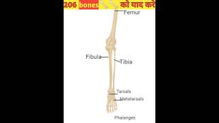 human skeletal systemappendicular skeleton 🦴🦴 learn all 206 bonespart2trendingshortsfactsneet [upl. by Dorr]