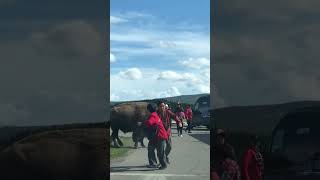 Bison Charges Tourists in Yellowstone National Park [upl. by Lucey203]