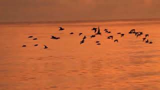 Shorebirds at Twilight [upl. by Airym]