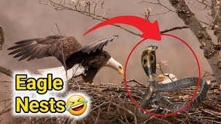 Eagle Nests 🤣 Aj Tubewell Py Ghonsla Mil Gya Birds Ka [upl. by Gnoud728]