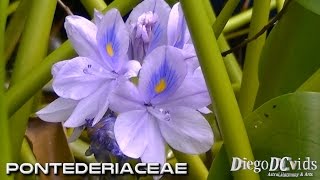 Eichhornia Crassipes water hyacinth Pontederiaceae Flor de aguapé [upl. by Elysha]