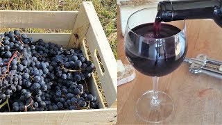 Homemade Italian Wine  How to make wine at home from grapes without yeast and sugar [upl. by Camey919]