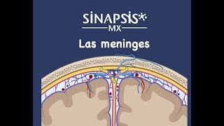 Las meninges [upl. by Chandless]