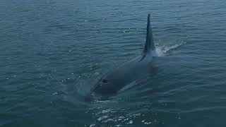 Orca  Killer Whale  Hardangerfjord in Norway  Olaf Rudolfsen 2024 [upl. by Abert]