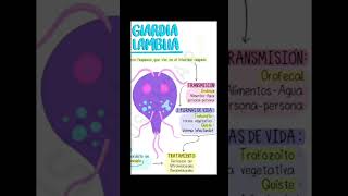 Giardia Lamblia medicina [upl. by Ninetta239]