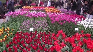 Najpiękniejsze Ogrody Świata  Keukenhof Holandia 1 [upl. by Lilas533]