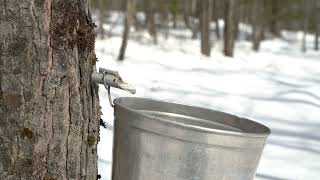 Maple Syrup Production [upl. by Tteirrah]