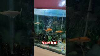 खूबसूरत मछली fish 🐟🐠 status ytshorts viralshort trendingshorts viralfeed shortsfeed [upl. by Eadie]