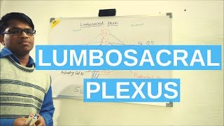 Lumbosacral Plexus [upl. by Wilkinson]