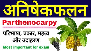 अनिषेकफलन की परिभाषा प्रकार महत्व और उदाहरण  parthenocarpy in hindi  anishekfalan  class 12 [upl. by Lonna]