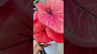 Unique colour of caladium gardening caladium horticulture ytshorts yt indoorplants garden [upl. by Neyut]