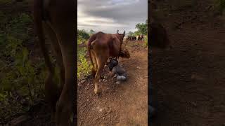 Africa tribe life Omo Valley Ethiopia ethiopia omovalley omoadvisor omoriver short shortvideo [upl. by Enitnatsnoc65]