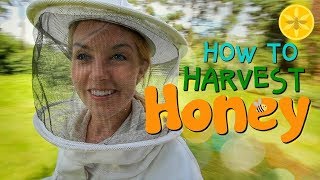 How to Harvest Honey  Beekeeping with Maddie 12 [upl. by Ralleigh574]