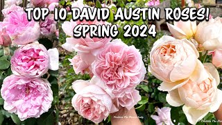 Top 10 David Austin Roses for Spring 2024 My Pick [upl. by Vito]