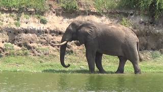 Wild Uganda Kazinga Channel [upl. by Leviram66]