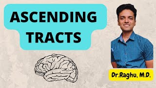 Ascending tracts of spinal cord  Dorsal column  Spinothalamic  Spinocerebellar physiology [upl. by Refinneg]