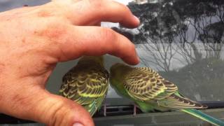 Wild Budgerigars [upl. by Pacien]