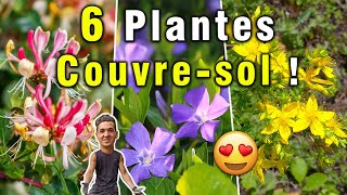 6 Plantes CouvreSol pour RECOUVRIR un Espace ou un Talus  👍 [upl. by Icyak]