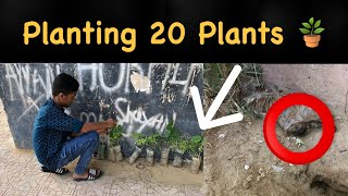 Planting 20 Plantss😱😬🌴  Syed Reyan [upl. by Jahdol80]