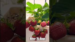 How to Grow Strawberries on Your Balcony  AMAZING RESULTS [upl. by Eilla556]