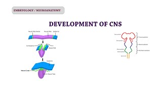 Embryology of CNS  Neuroanatomy [upl. by Atteynod]