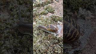 At a snails pace snail gastropod mollusc pulmonate nature shell slugs garden wildlife [upl. by Oiramal733]