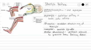 Monosynaptic Reflex [upl. by Rabiah562]