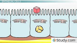 Lipids Digestion and Absorption [upl. by Thomasina]