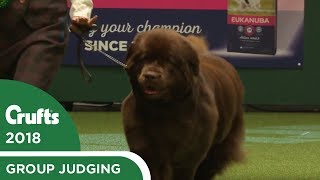 Working Group Judging  Crufts 2018 [upl. by Ilak]