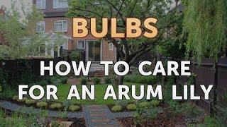 How to Care for an Arum Lily [upl. by Dnomyar583]