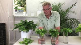 Propagating Pothos from Cuttings [upl. by Ivatts592]