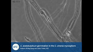 Fungal hyphae induce spore germination and growth of a strictly anaerobic bacterium [upl. by Wilda]