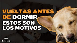 ¿POR QUÉ LOS PERROS DAN VUELTAS ANTES DE DORMIR [upl. by Nalaf]