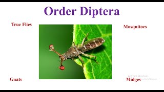 Order Diptera [upl. by Jenei]