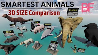 Animal Size COMPARISON  Smartest Animals in the world  3D Comparison 2023 [upl. by Hakeem]