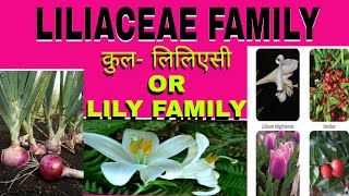 BIOLOGY । Liliaceae family। लिलिएसी कुल । Morphology of flowering plant। । biology in hindi। [upl. by Ronnholm]