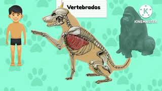 Vertebrados e invertebrados  video educativo [upl. by Waers]